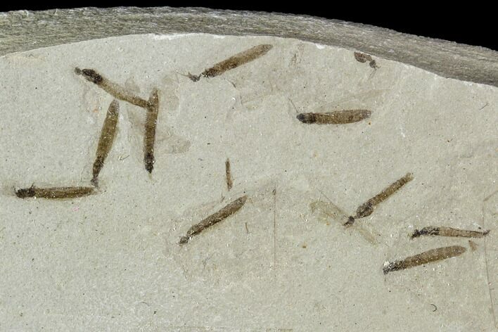 Fossil Crane Fly (Pronophlebia) Cluster - Green River Formation, Utah #111388